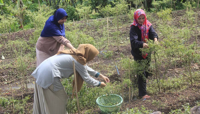 Wisata Perkebunan