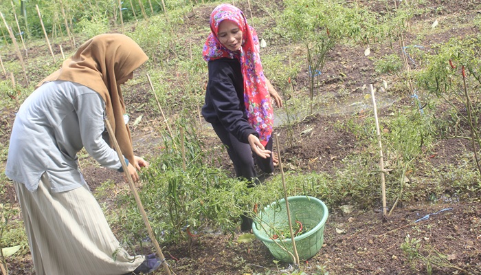 Wisata Perkebunan